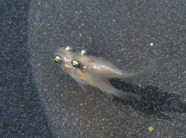 e0097534_17291260.jpg