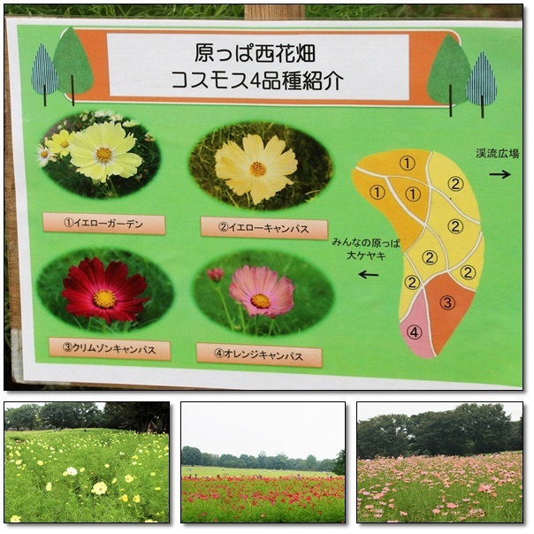 昭和記念公園のコスモス畑を楽しむ(^^♪_e0052135_17463019.jpg