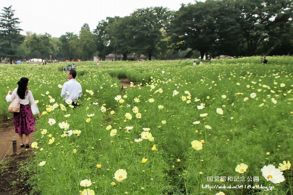 昭和記念公園のコスモス畑を楽しむ(^^♪_e0052135_17465710.jpg