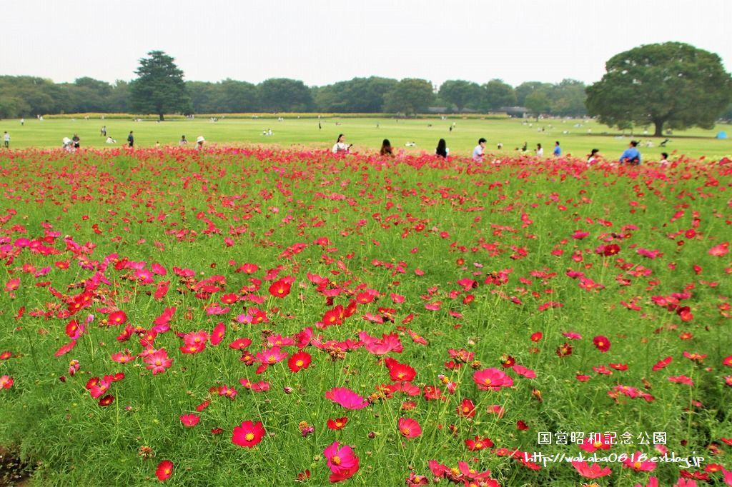 昭和記念公園のコスモス畑を楽しむ(^^♪_e0052135_17470307.jpg
