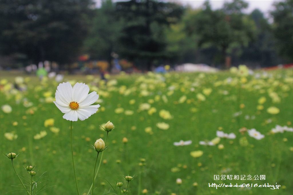 昭和記念公園のコスモス畑を楽しむ(^^♪_e0052135_17472115.jpg