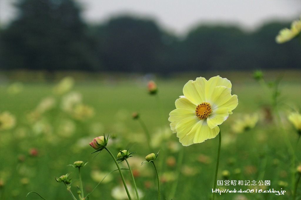 昭和記念公園のコスモス畑を楽しむ(^^♪_e0052135_17472541.jpg