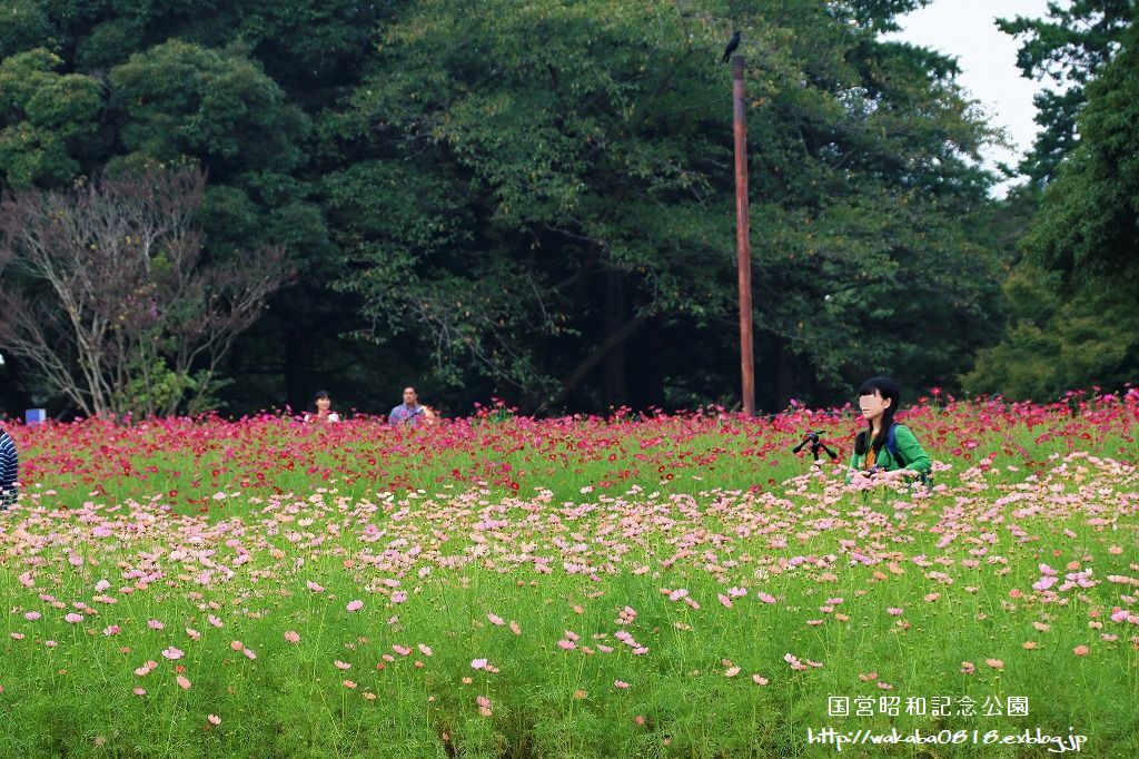 昭和記念公園のコスモス畑を楽しむ(^^♪_e0052135_17472850.jpg