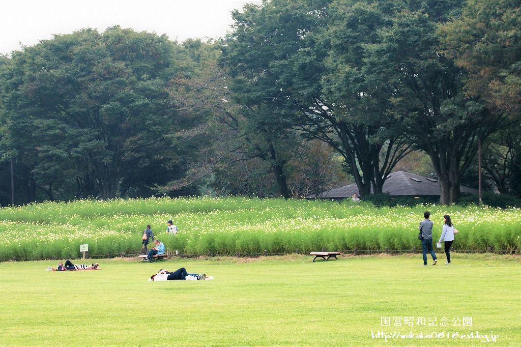 昭和記念公園のコスモス畑を楽しむ(^^♪_e0052135_17473111.jpg