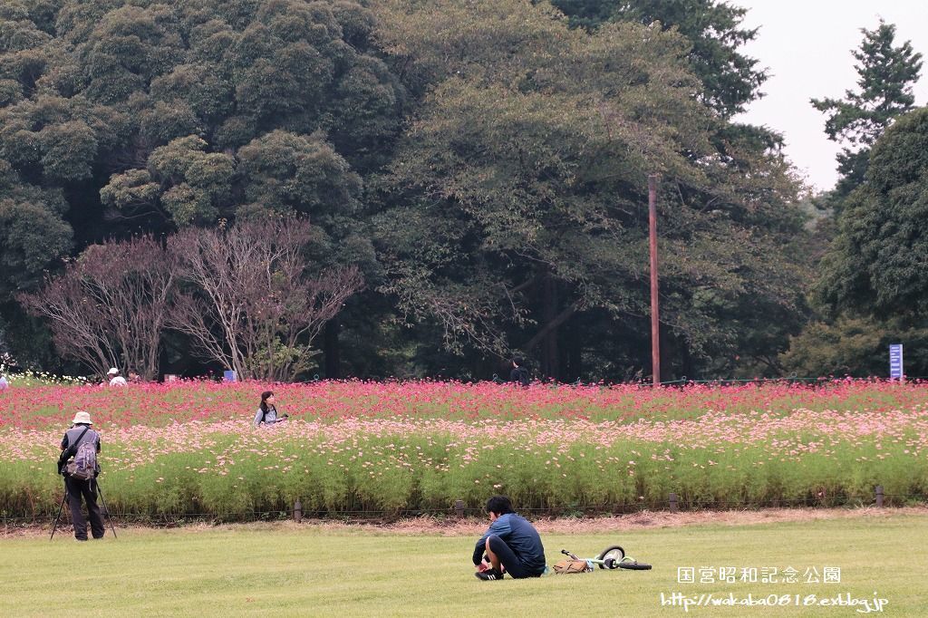 昭和記念公園のコスモス畑を楽しむ(^^♪_e0052135_17473472.jpg
