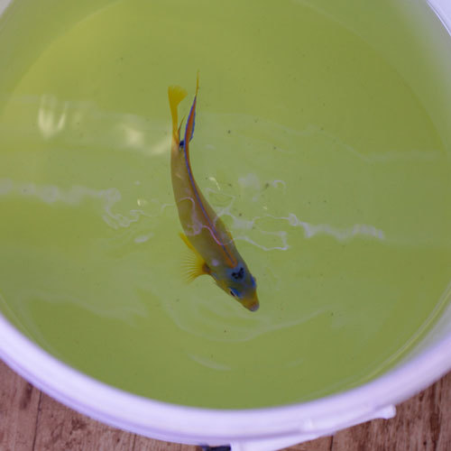 入荷情報!~海水魚・サンゴ~_d0221436_15030559.jpg