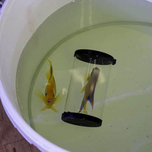 入荷情報!~海水魚・サンゴ~_d0221436_15031204.jpg