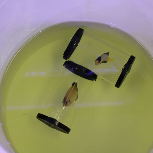 入荷情報!~海水魚・サンゴ~_d0221436_15032198.jpg