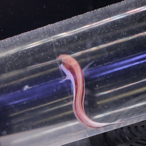 入荷情報!~海水魚・サンゴ~_d0221436_20534516.jpg