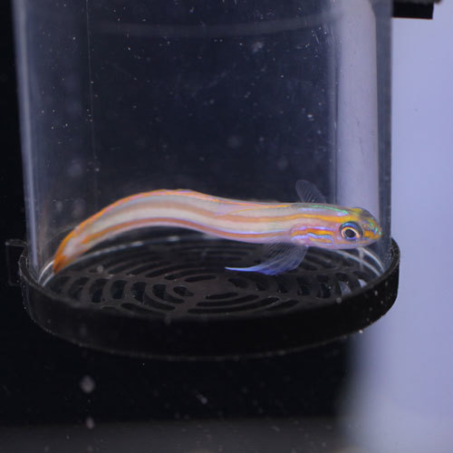 入荷情報!~海水魚・サンゴ~_d0221436_20535457.jpg