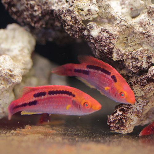入荷情報!~海水魚・サンゴ~_d0221436_20540392.jpg