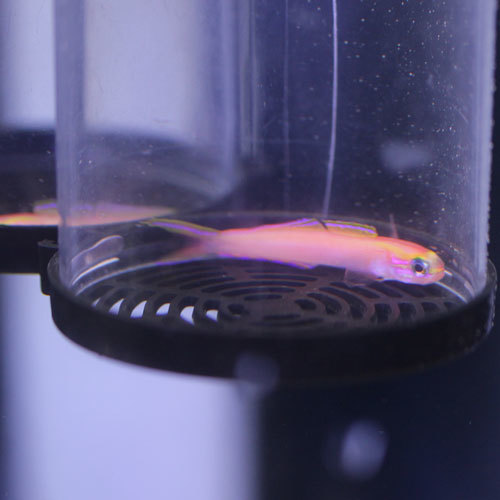 入荷情報!~海水魚・サンゴ~_d0221436_20541090.jpg
