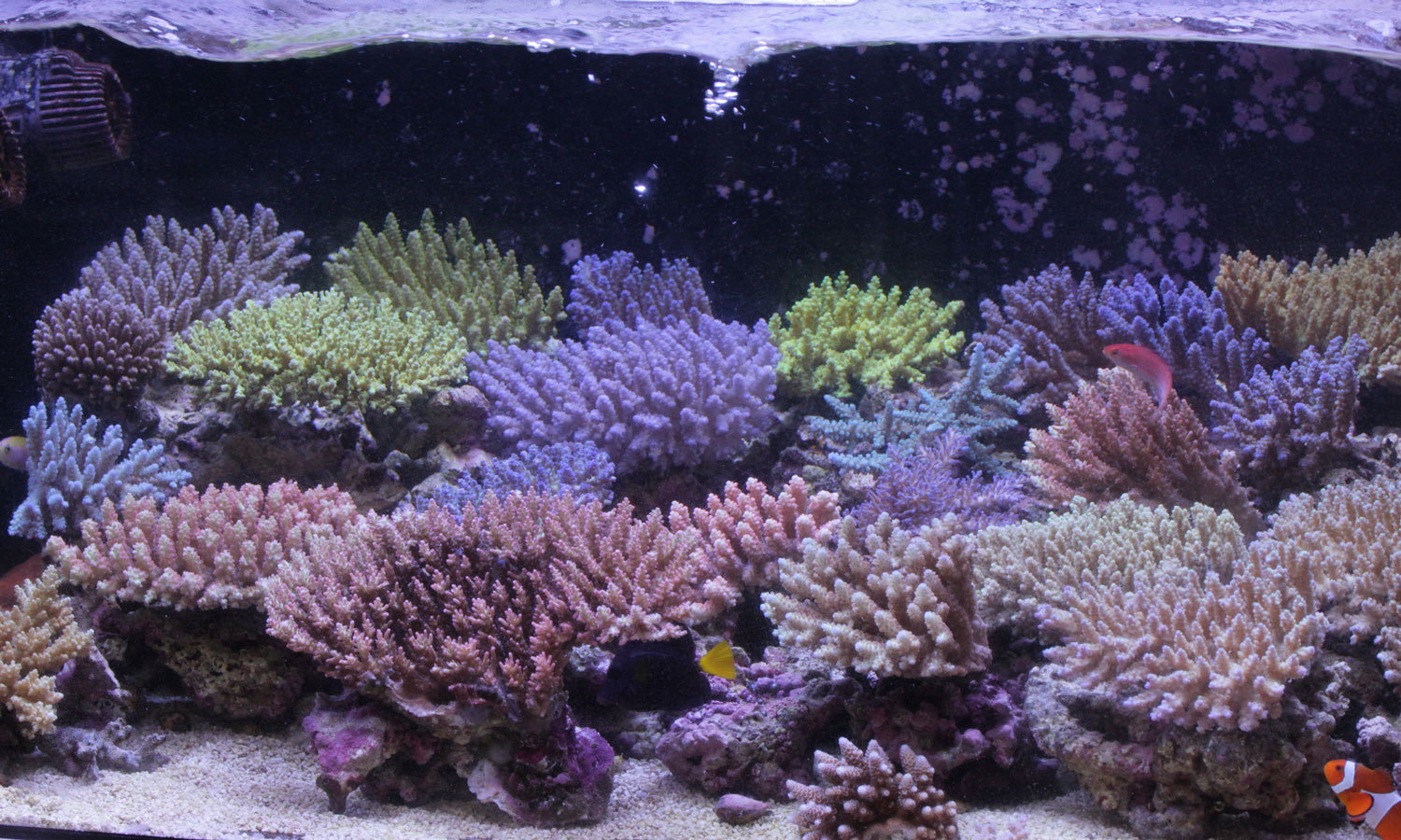 入荷情報!~海水魚・サンゴ~_d0221436_20590268.jpg