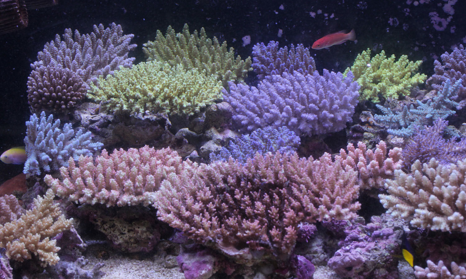 入荷情報!~海水魚・サンゴ~_d0221436_20591207.jpg