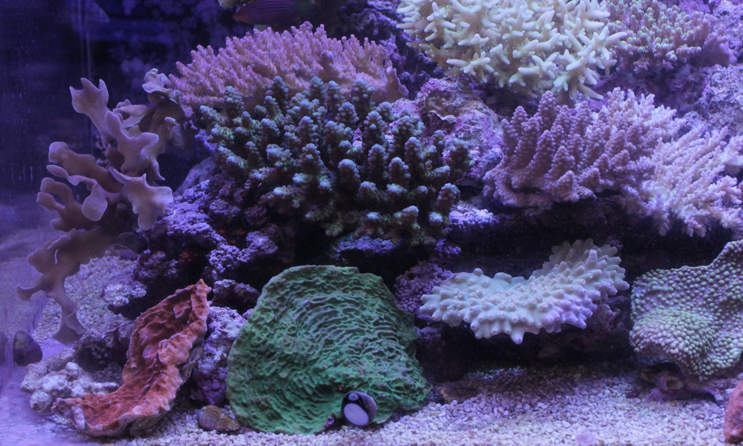 入荷情報!~海水魚・サンゴ~_d0221436_20593359.jpg