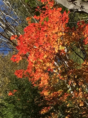 紅葉_c0369344_10043849.jpg