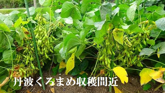 2017冬野菜着々と成長<10.12>_d0001763_14131013.jpg