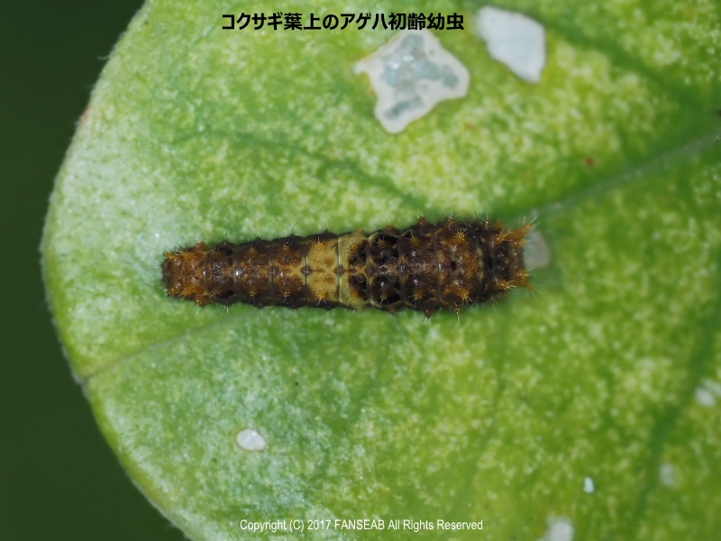 コクサギ食いのアゲハ 探蝶逍遥記 コクサギ食いのアゲハ 探蝶逍遥記