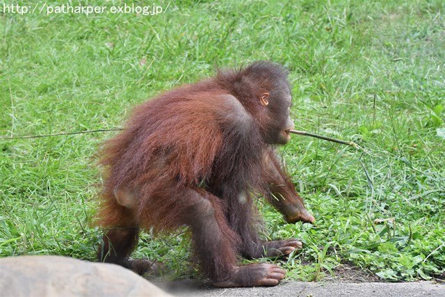 ２０１７年９月　多摩動物公園　その１_a0052986_23524421.jpg