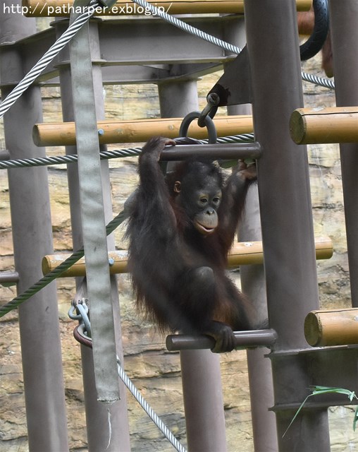 ２０１７年９月　多摩動物公園　その１_a0052986_2355444.jpg