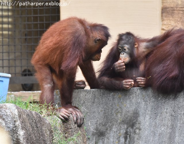 ２０１７年９月　多摩動物公園　その１_a0052986_23591178.jpg