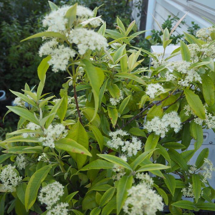 レモンマートルのお花_a0292194_21104493.jpg