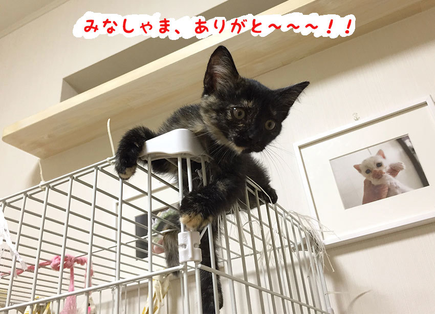 トロロくん、おかえり〜〜〜!!_d0071596_20561275.jpg