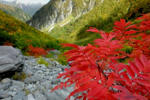 紅葉の涸沢②綺麗なナナカマド_e0304001_23071544.jpg