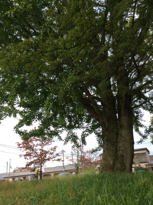 b0220002_23554623.jpeg