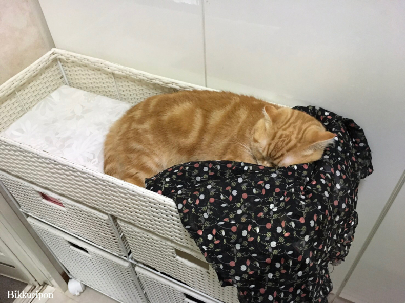 冷え込んだ朝_d0344913_08542287.jpg