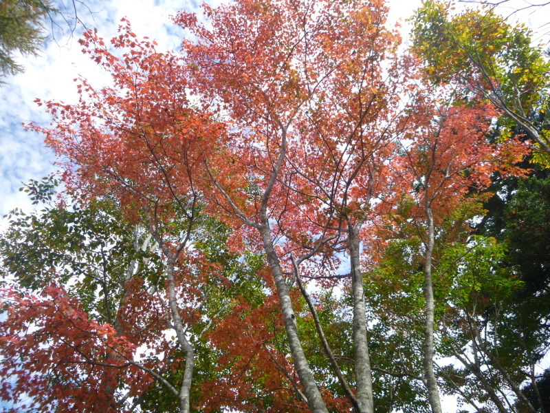 紅葉真っ盛り　川上岳(1,625.5M) 　登頂編　NO １_d0170615_08471596.jpg