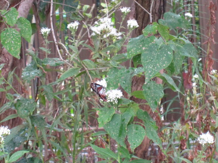 a0174419_14442260.jpg