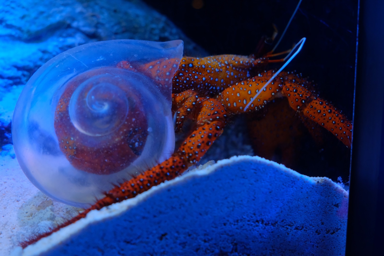 沖縄旅行（3）2日目 ～美ら海水族館、瀬底ビーチ、松の古民家〜_b0024832_13380923.jpg