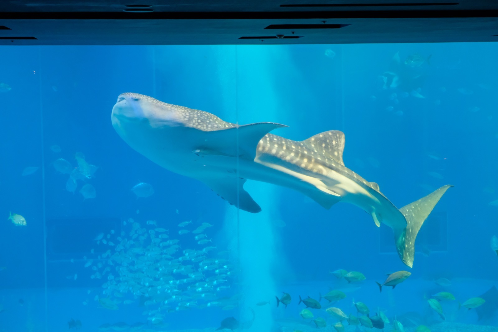 沖縄旅行（3）2日目 ～美ら海水族館、瀬底ビーチ、松の古民家〜_b0024832_13383969.jpg