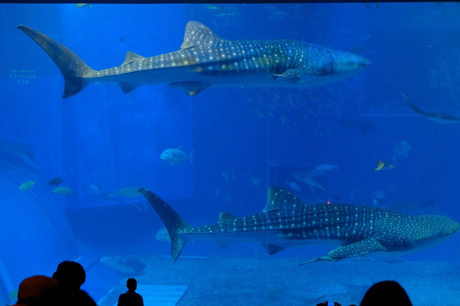 沖縄旅行（3）2日目 ～美ら海水族館、瀬底ビーチ、松の古民家〜_b0024832_13393948.jpg