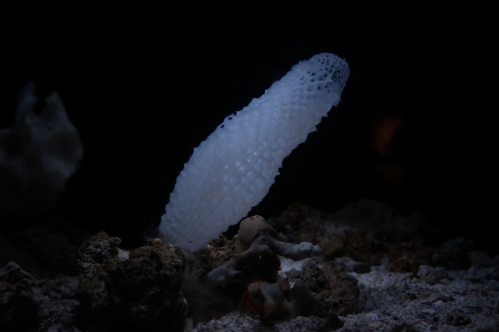 沖縄旅行（3）2日目 ～美ら海水族館、瀬底ビーチ、松の古民家〜_b0024832_13401326.jpg