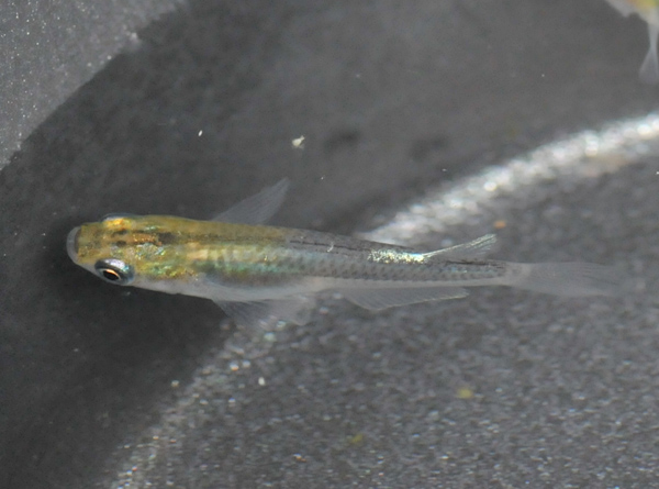 e0097534_16343823.jpg