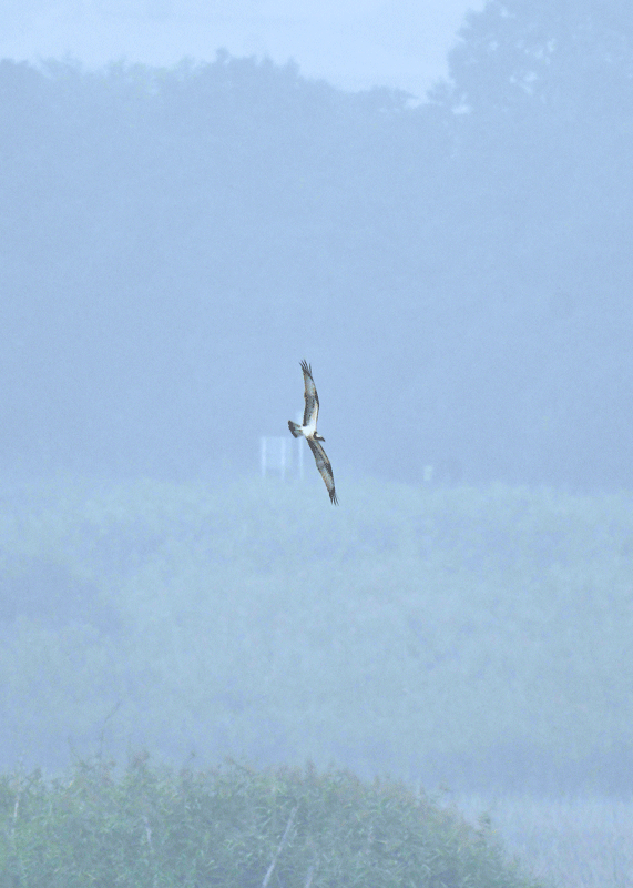 d0290240_13363514.gif