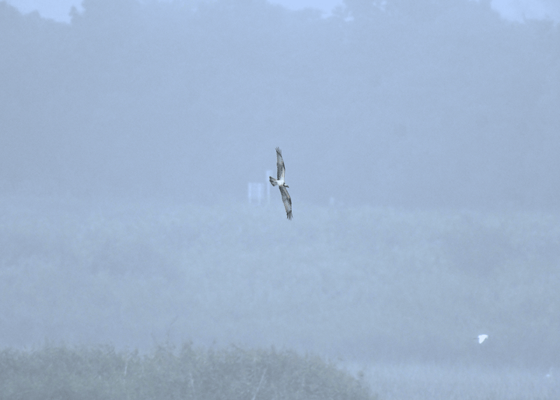 d0290240_13364718.gif