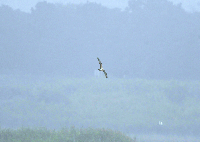d0290240_13371280.gif