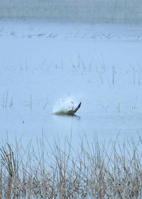 d0290240_13372943.gif