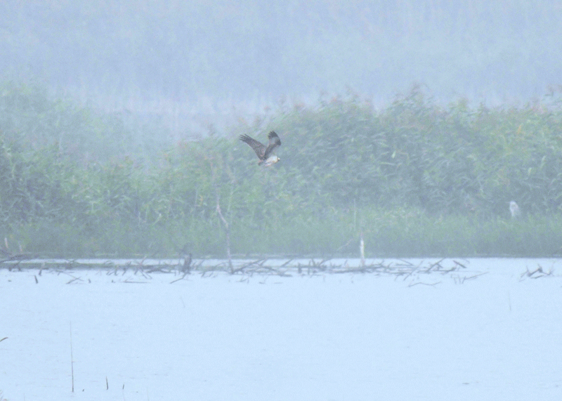 d0290240_13390973.gif