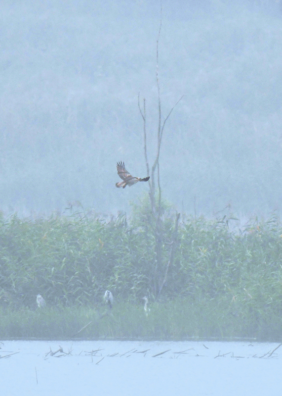 d0290240_13391951.gif