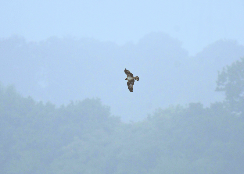 d0290240_13400749.gif