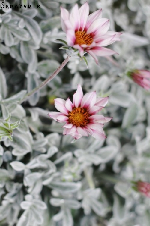 シルバーリーフの宿根ガザニア さにべるスタッフblog Sunny Day S Garden シルバーリーフの宿根ガザニア さにべるスタッフblog Sunny Day S Garden