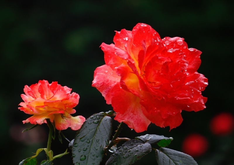 a0248459_15301577.jpg