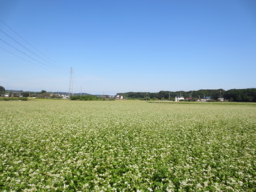 蕎麦料理　すみや　3_c0337875_02381747.jpg