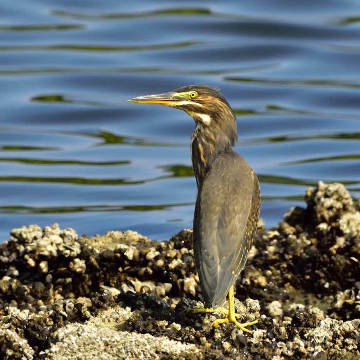 ササゴイ（笹五位）/Green-backed heron_f0365975_13445572.jpg