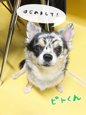 はじめまして(≧∇≦)/_f0357682_18331166.jpg