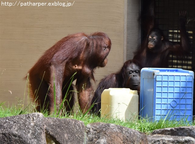 ２０１７年９月　多摩動物公園　その２_a0052986_224797.jpg